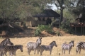 Zebra in front of camp